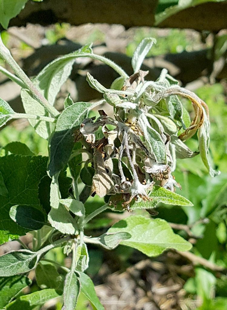 Fire blight blossom blight. This infection began when the dark wilted flowers were infected by bacteria during bloom. The bacteria have now moved into the plant. Note the wilted orange shoot in the upper right. Photo by Mark Longstroth.