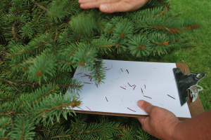 Prepare your scouting plan for your Christmas trees