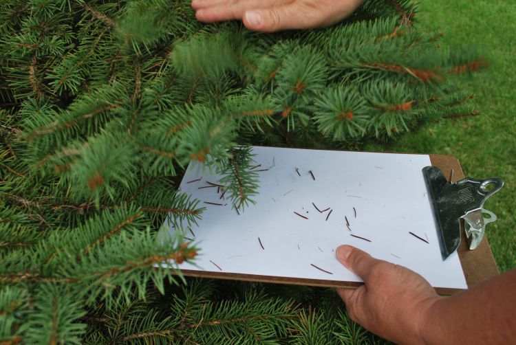 A hand shaking a branch with needles falling out of it onto a white piece of paper.