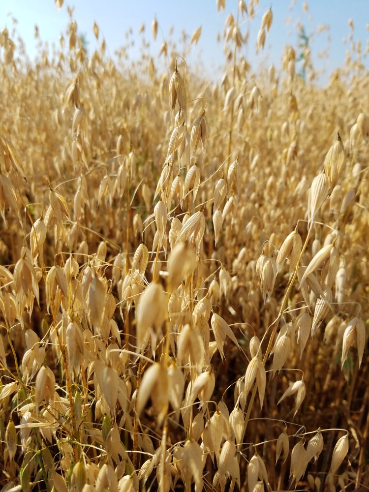 Oats nearing harvest.