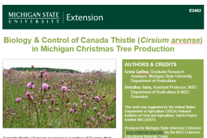 Biology & Control of Canada Thistle (Cirsium arvense) in Michigan Christmas Tree Production