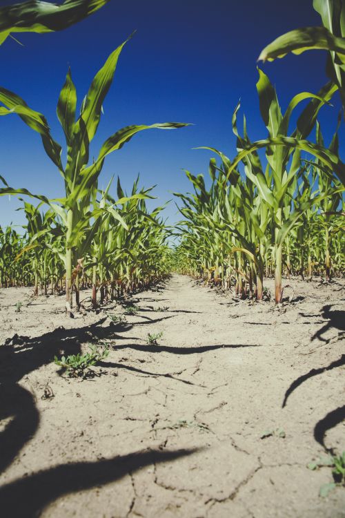 corn stalks in a dry field