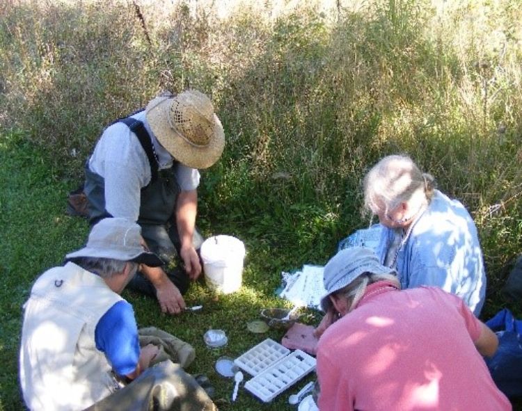 Volunteers studying aquatic invertebrate specimens.