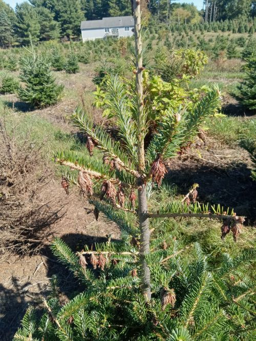 Christmas tree with brown sacs hanging from it