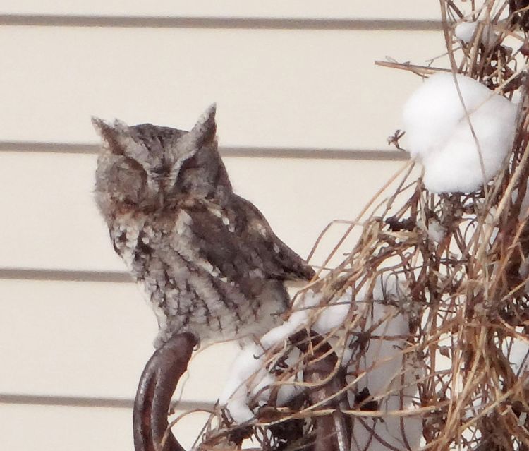 The eastern screech owl that visited my yard this winter.