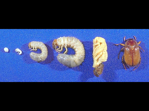 The Masked Chafer life cycle: from egg (far left)  to beetle (far right) 