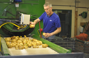 Michigan is top tuber state for potato chip industry