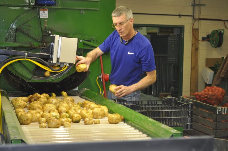MSU Extension potato specialist Chris Long examines potatoes as part of his potato breeding trial.