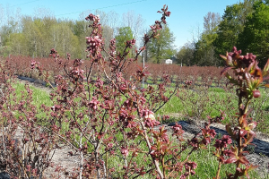 West central Michigan small fruit update – May 11, 2021