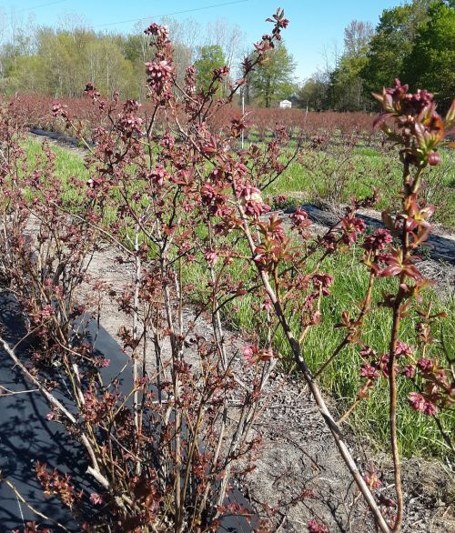 Blueray blueberries at 10% bloom stage.