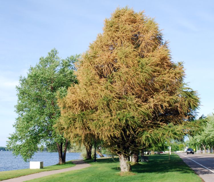 Tamarack showing browning along the shoreline in Cadillac, Michigan. Photo credit: Jill O’Donnell, MSU Extension