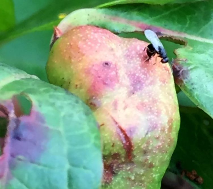 A parasitic wasp probing into a blueberry gall