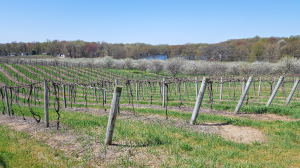 Pre-register for the 2022 Northwest Michigan Orchard and Vineyard Show