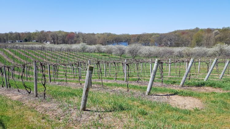 Vineyard