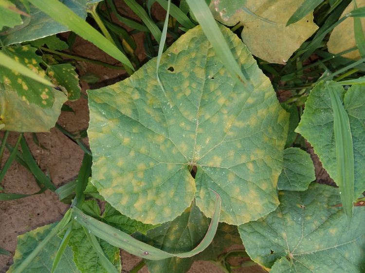 Downy mildew symptoms