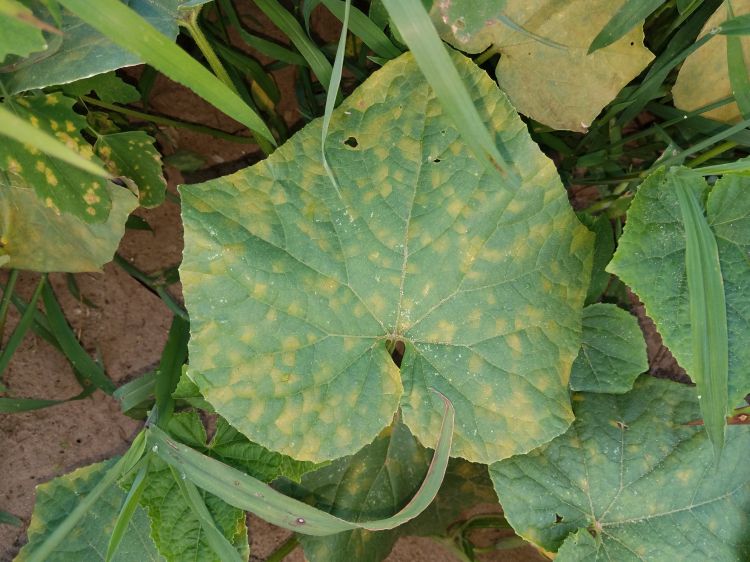 Downy mildew symptoms