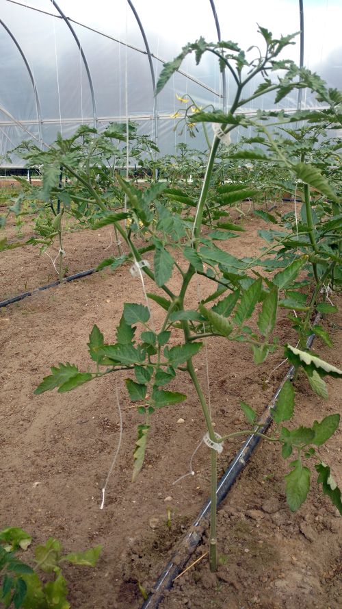 A well-pruned indeterminate tomato with two main leaders. Photo: Ben Phillips, MSU Extension.
