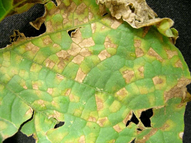 Downy mildew lesions on a cucumber leaf. All photos: Mary Hausbeck, MSU.