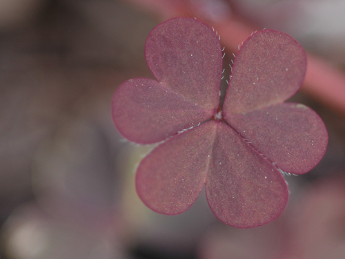  Creeping Woodsorrel2.jpg 