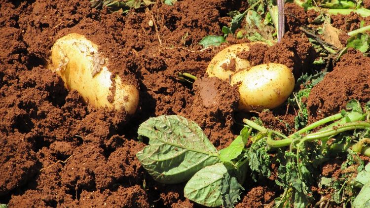 Potatoes in the ground.