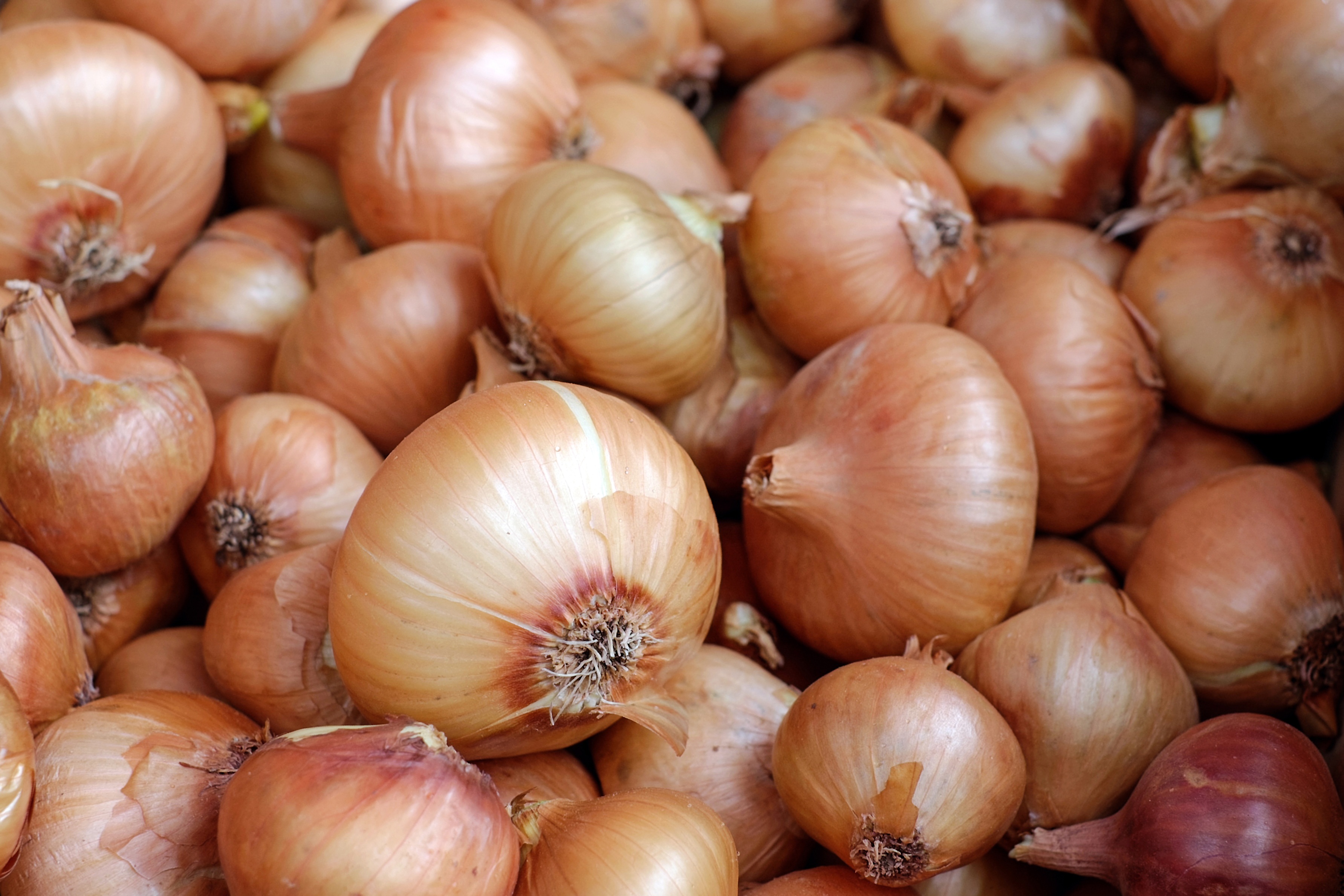 A bushel of yellow onions