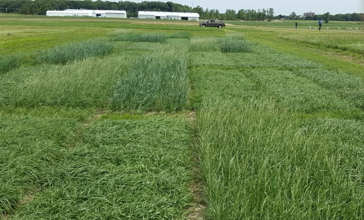 MSU 2017 forage variety trials in East Lansing, Michigan. Photo by Phil Kaatz, MSU Extension.