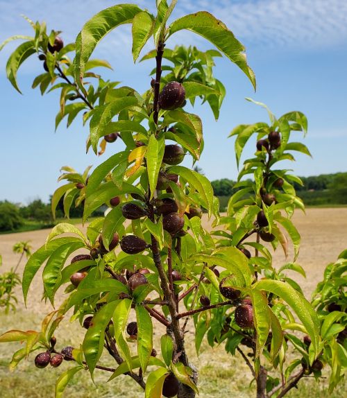 Nectarine fruit crop.