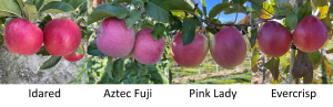 West central Michigan apple maturity report – October 12, 2022