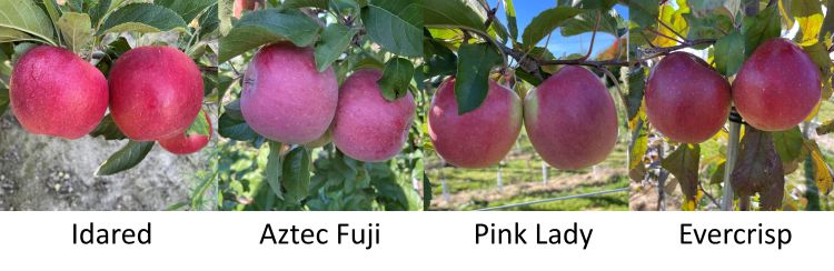 Different apple varieties.