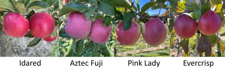 New starch charts for evaluating the maturity of apple varieties in  Michigan - Apples