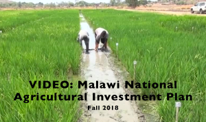VIDEO: Malawi National Agriculture Investment Plan