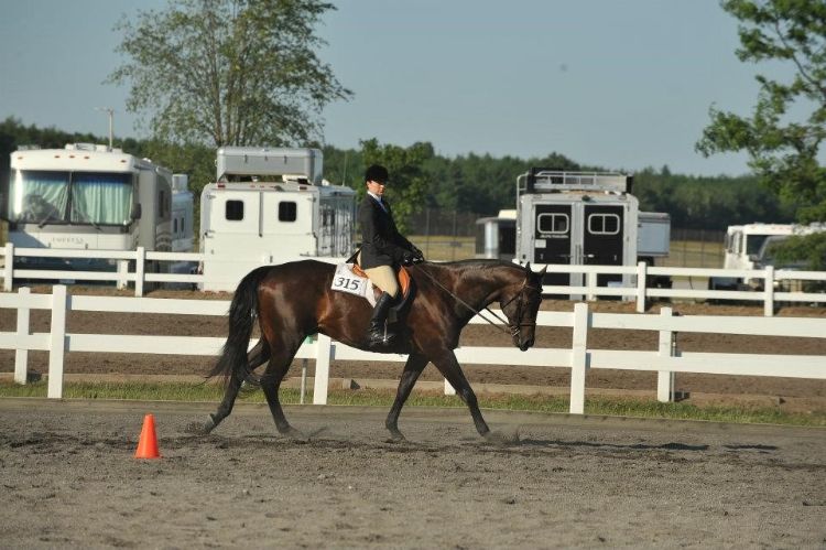 Top five tips for perfecting your horse show patterns - MSU Extension