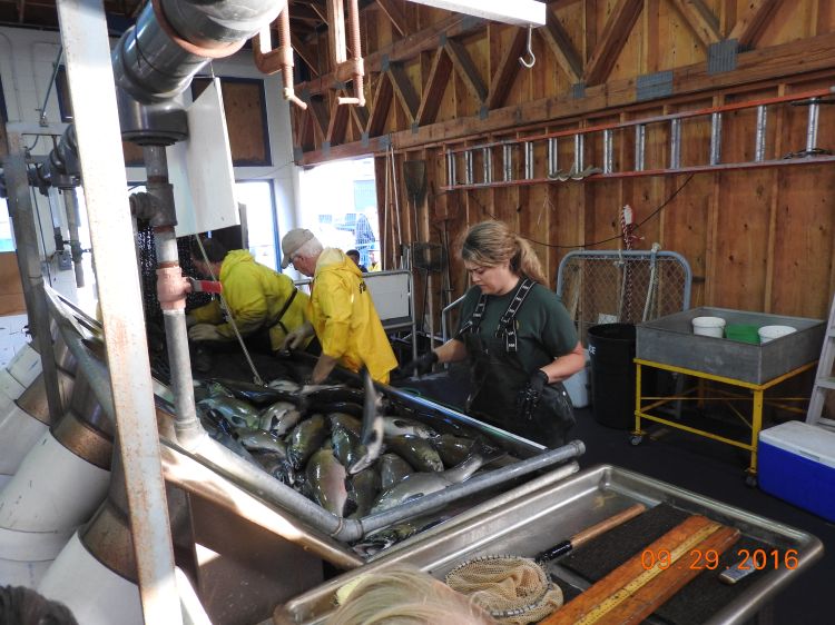 Located in downtown Traverse City, the Boardman weir allows visitors to watch fish jump up the steps of the watery ladder and then splash around in the raceways. Then the fish are counted, weighed and sorted.Photo: Michigan Sea Grant