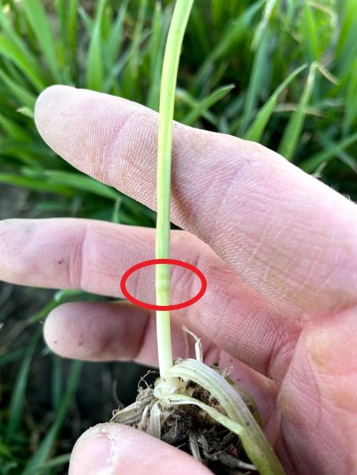 Wheat stem with red circle over first node.