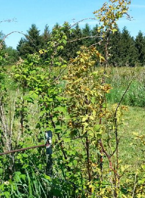 Yellowish leaves on spindly canes of blackberry with systemic orange rust infection. Photos by Annemiek Schilder, MSU.