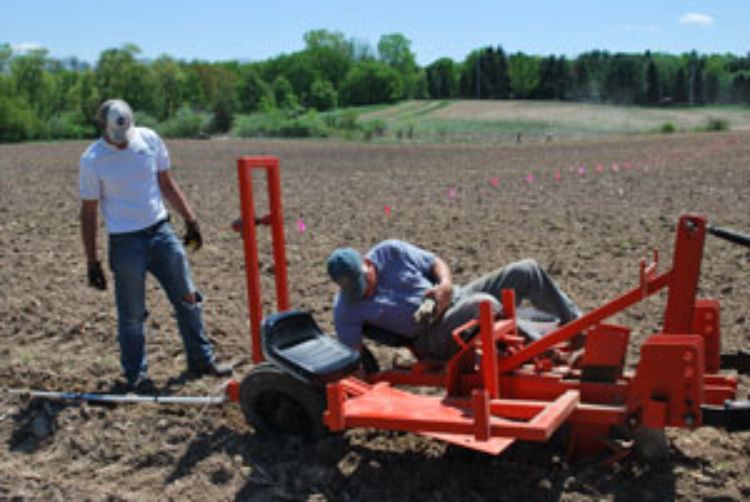 Hybrid poplar plantings at the MSU Tree Research Center