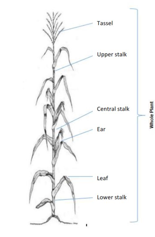 for decorative purposes only. A black and white sketch of a corn plant