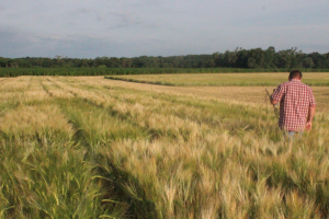 Respond now to the annual barley grower survey