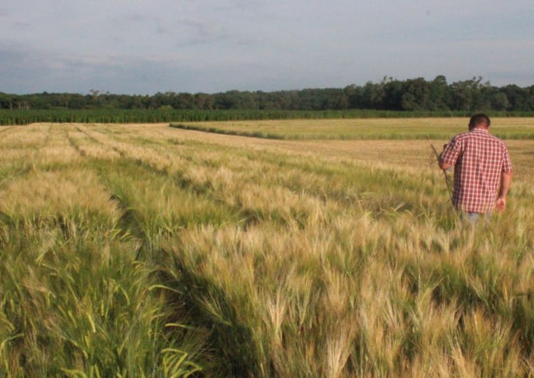 Barley researcher, Christian Kapp, scouts winter barley research at the MSU W.K. Kellogg Biological Station. | Photo by Ashley McFarland