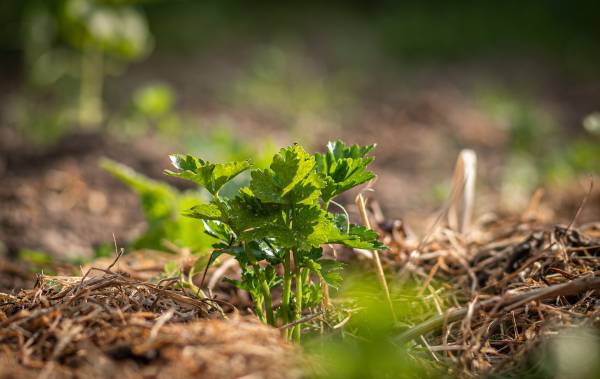 New Zidua Supplemental Labels approved by EPA - Vegetables
