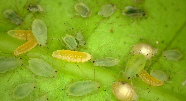 Aphidoletes aphidimyza larvae eating aphids