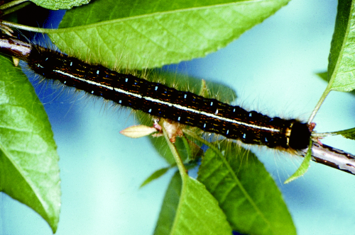  Larvae have long, silky hairs with a yellow line on the back. 