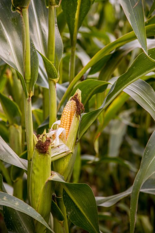 A corn stalk in a corn field