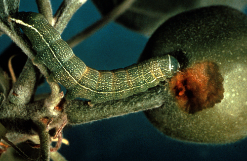 Larva is yellowish-green with numerous whitish flecks and three longitudinal white stripes along the dorsum. 