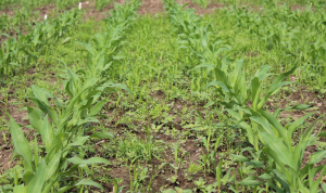 Protecting crop yields starts with early season weed control