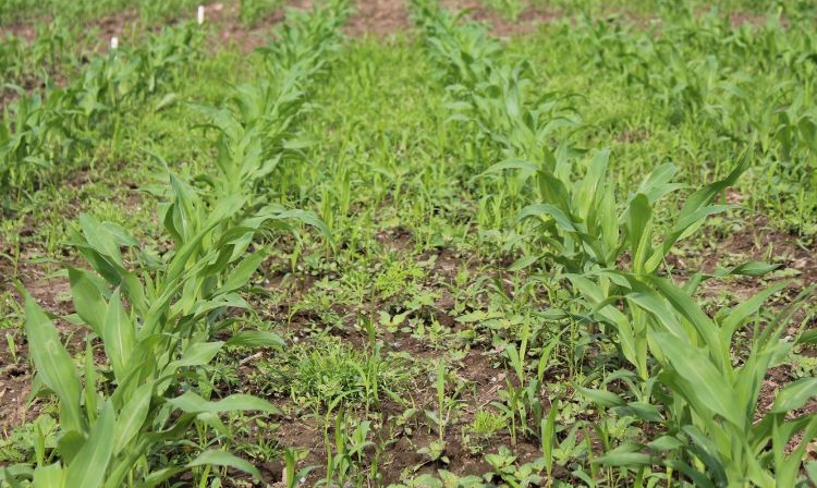 Uncontrolled weeds in a corn field.