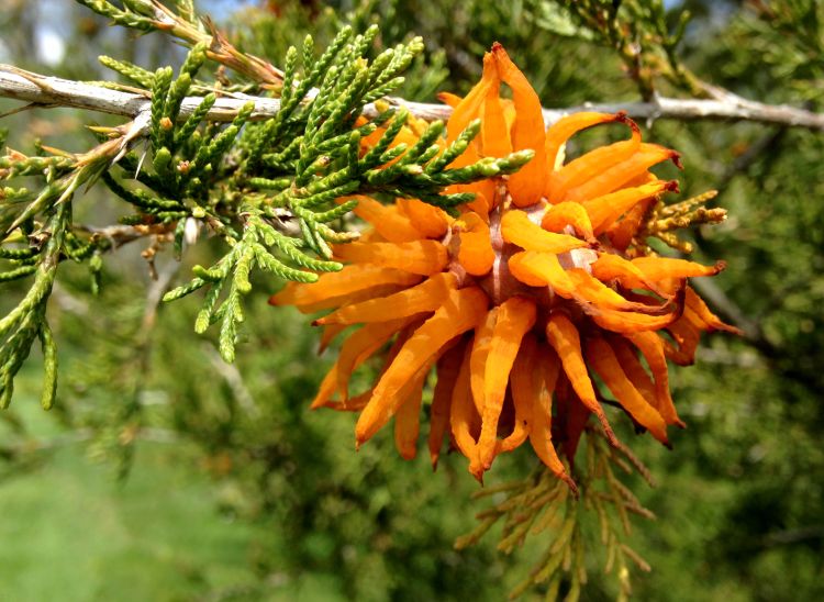 Cedar-apple rust