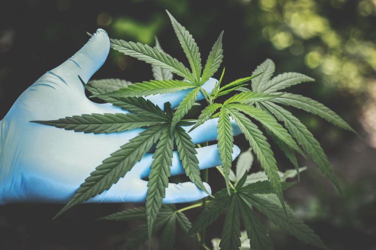 A hand holding a green cannabis plant.