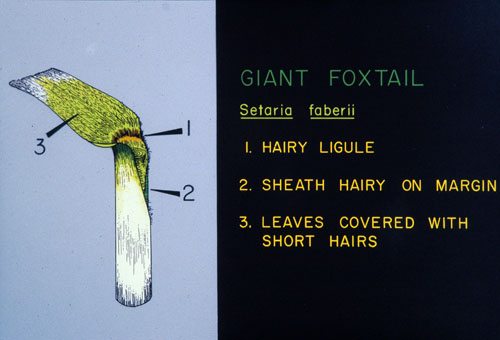  Green Foxtail5.jpg 