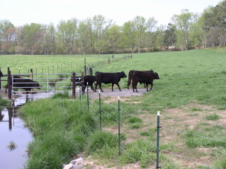 A group of cows moving around a pasture